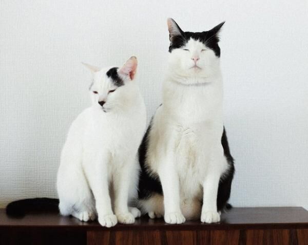 個性派ルックスの猫ユニットであるパンチョとガバチョ。