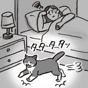 夜中になると元気になる猫…そんなときにはどうしたらいい？