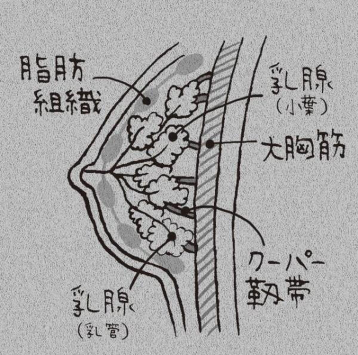 しこり 凹み 発赤 乳汁は要注意 バストの病気をチェック ウーマンエキサイト 3 3