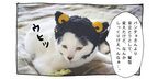 【猫写真４コママンガ】パンチョとガバチョ 「めだってなんぼ」＃55
