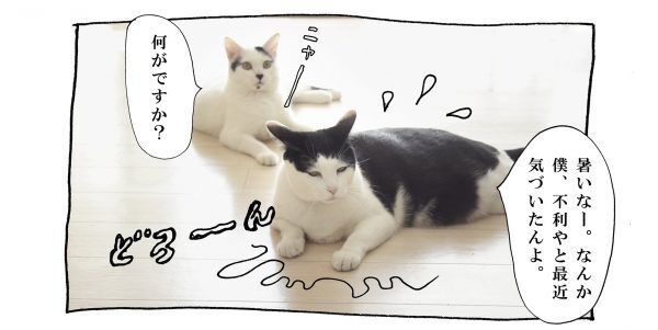 【猫写真４コママンガ】「暑い理由」パンチョとガバチョ ＃56