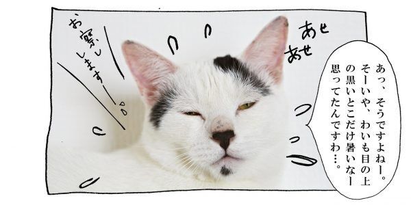 【猫写真４コママンガ】「暑い理由」パンチョとガバチョ ＃56