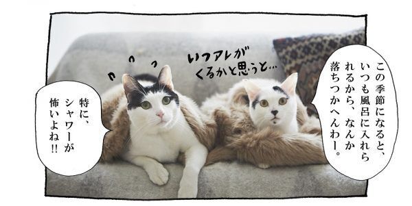 【猫写真４コママンガ】「シャワーだけに！」パンチョとガバチョ ＃57