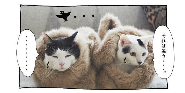 【猫写真４コママンガ】「シャワーだけに！」パンチョとガバチョ ＃57