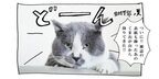 【猫写真４コママンガ】「豪華ゲスト！のイベント告知」パンチョとガバチョ ＃58