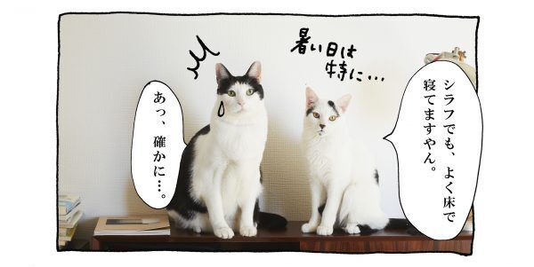 【猫写真４コママンガ】「泥酔」パンチョとガバチョ ＃59
