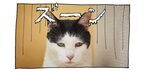 【猫写真４コママンガ】「詩人？」パンチョとガバチョ ＃60