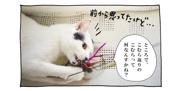 【猫写真４コママンガ】「こむら」パンチョとガバチョ ＃61