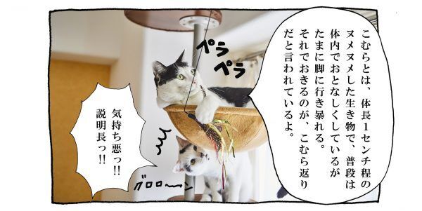 【猫写真４コママンガ】「こむら」パンチョとガバチョ ＃61