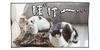 【猫写真４コママンガ】「絡みたい」パンチョとガバチョ ＃62