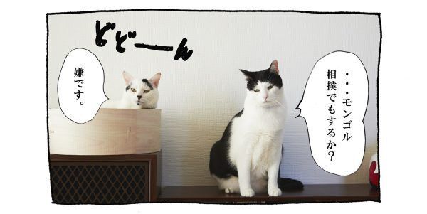【猫写真４コママンガ】「絡みたい」パンチョとガバチョ ＃62