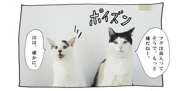 【猫写真４コママンガ】「魚偏」パンチョとガバチョ ＃63