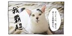 【猫写真４コママンガ】「肩書か」パンチョとガバチョ ＃64