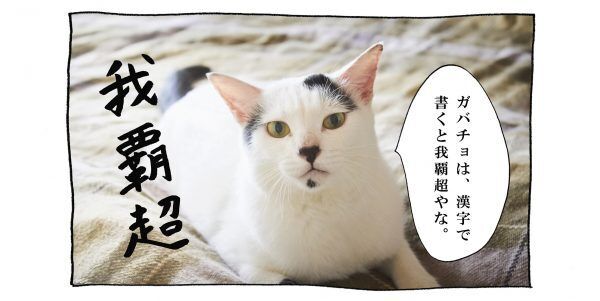 【猫写真４コママンガ】「肩書か」パンチョとガバチョ ＃64
