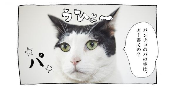 【猫写真４コママンガ】「ブランディング」パンチョとガバチョ ＃65