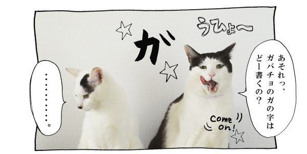【猫写真４コママンガ】「ブランディング」パンチョとガバチョ ＃65