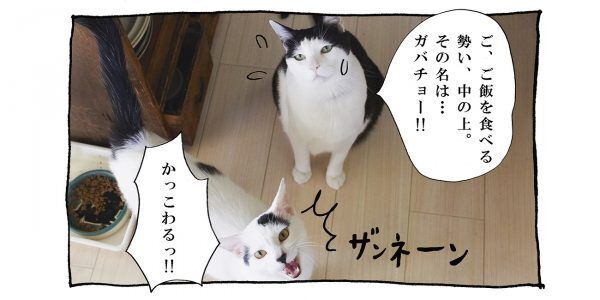 【猫写真４コママンガ】「中の上」パンチョとガバチョ ＃67
