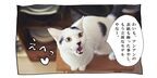 【猫写真４コママンガ】「モデル志望」パンチョとガバチョ ＃68