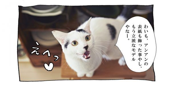 【猫写真４コママンガ】「モデル志望」パンチョとガバチョ ＃68