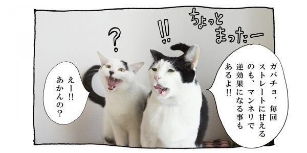 【猫写真４コママンガ】「モテテク」パンチョとガバチョ ＃69