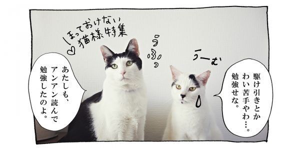 【猫写真４コママンガ】「モテテク」パンチョとガバチョ ＃69