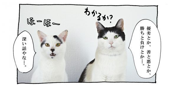 【猫写真４コママンガ】「グレーな部分」パンチョとガバチョ ＃70
