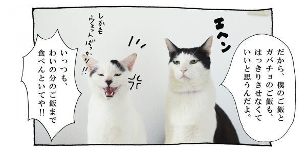 【猫写真４コママンガ】「グレーな部分」パンチョとガバチョ ＃70