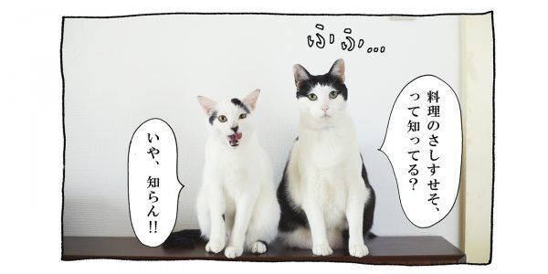【猫写真４コママンガ】「さしすせそ」パンチョとガバチョ ＃71