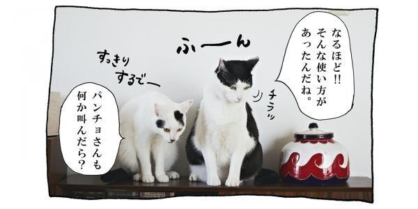 【猫写真４コママンガ】「そんなキャラか」パンチョとガバチョ ＃73