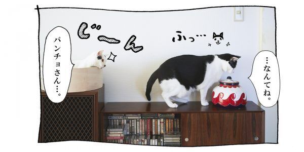 【猫写真４コママンガ】「そんなキャラか」パンチョとガバチョ ＃73