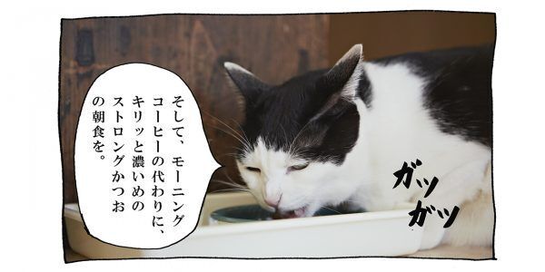 【猫写真４コママンガ】「イケメンな朝活」パンチョとガバチョ ＃74