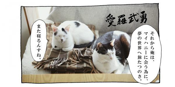 【猫写真４コママンガ】「イケメンな朝活」パンチョとガバチョ ＃74
