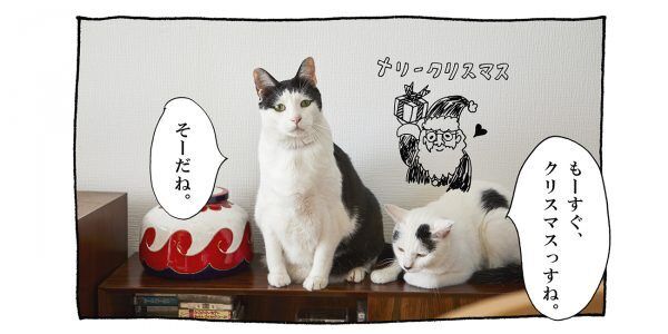 【猫写真４コママンガ】「クリプレリクエスト」パンチョとガバチョ ＃75