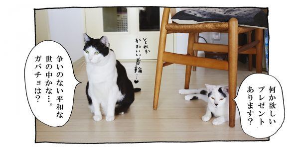 【猫写真４コママンガ】「クリプレリクエスト」パンチョとガバチョ ＃75