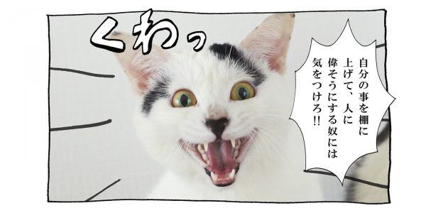 【猫写真４コママンガ】「教訓」パンチョとガバチョ ＃77