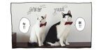 【猫写真４コママンガ】「2018謹賀新年」パンチョとガバチョ ＃78