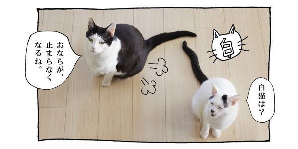 【猫写真４コママンガ】「腸に効きます」パンチョとガバチョ ＃79