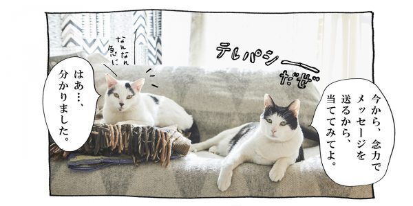 【猫写真４コママンガ】「伝われ！」パンチョとガバチョ ＃80