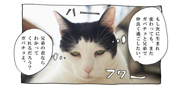 【猫写真４コママンガ】「伝われ！」パンチョとガバチョ ＃80