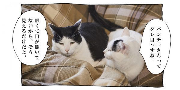 【猫写真４コママンガ】「猫にだっている」パンチョとガバチョ ＃81