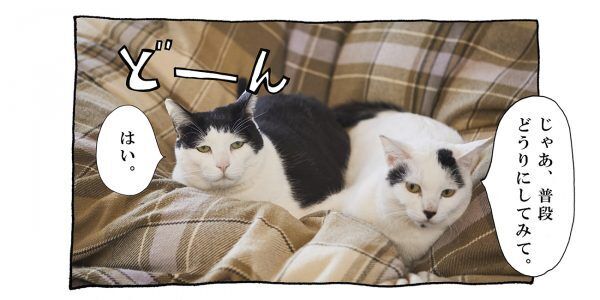 【猫写真４コママンガ】「猫にだっている」パンチョとガバチョ ＃81