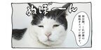 【猫写真４コママンガ】「メイク教室」パンチョとガバチョ ＃82