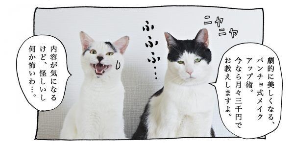 【猫写真４コママンガ】「メイク教室」パンチョとガバチョ ＃82