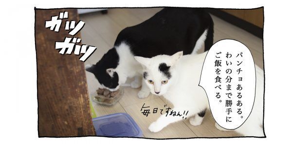 【猫写真４コママンガ】「パンチョあるある」パンチョとガバチョ ＃83