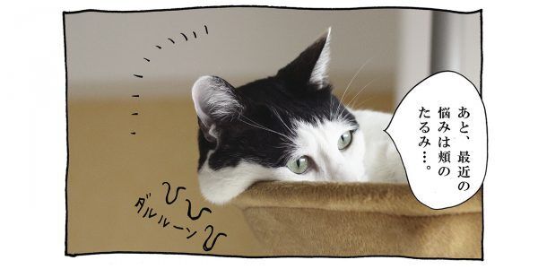 【猫写真４コママンガ】「PR表記」パンチョとガバチョ ＃84