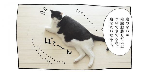 【猫写真４コママンガ】「PR表記」パンチョとガバチョ ＃84