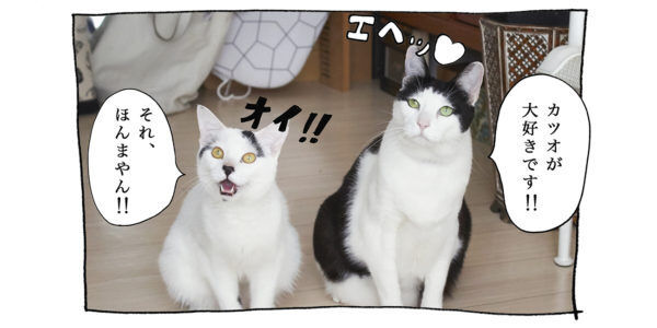 【猫写真４コママンガ】「嘘つき」パンチョとガバチョ ＃85