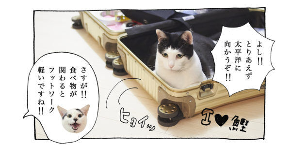 【猫写真４コママンガ】「旅ネコ」パンチョとガバチョ ＃86