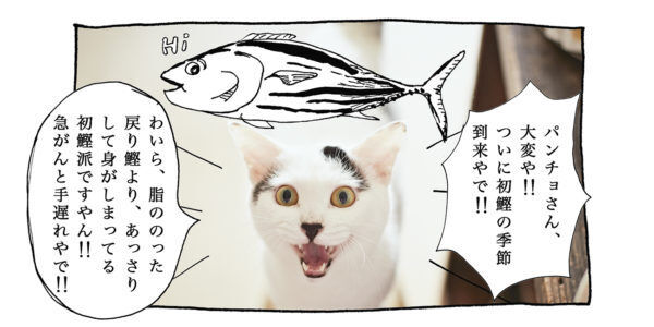 【猫写真４コママンガ】「旅ネコ」パンチョとガバチョ ＃86