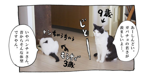 【猫写真４コママンガ】「ひきしめダイエット」パンチョとガバチョ ＃87